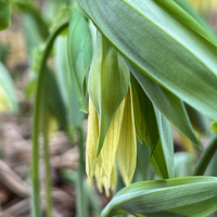 Uvularia grandiflora var. pallida